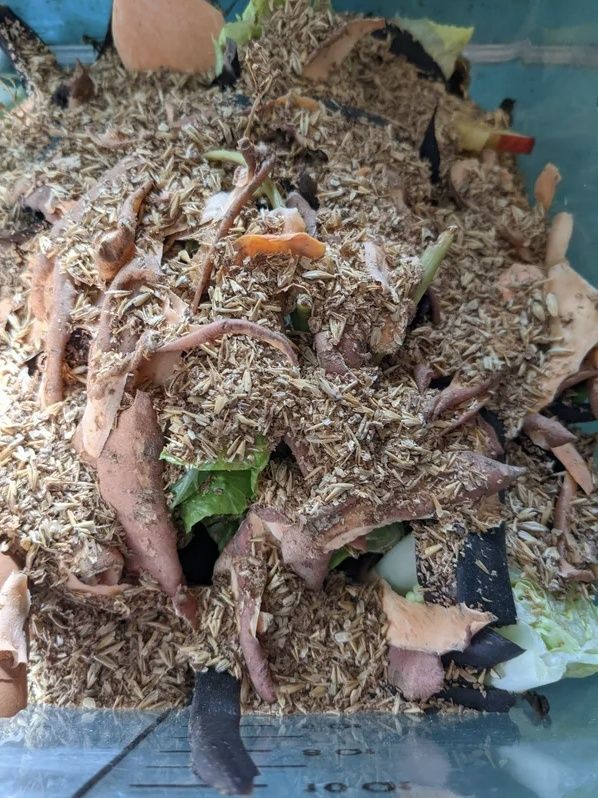 Matrester täckta av strö i en behållare för bokashi